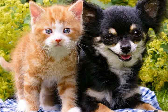 Mundo de las mascotas